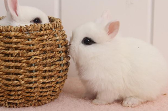 侏儒兔和海棠兔有什么区别