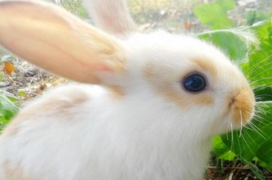 海棠兔为什么不吃东西