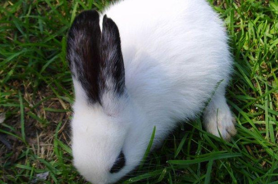 侏儒海棠兔一天吃多少