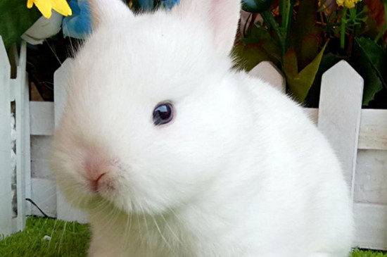 侏儒海棠兔一天吃多少