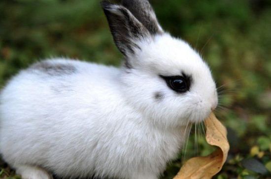 侏儒海棠兔和海棠兔区别