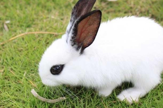 侏儒海棠兔和海棠兔区别
