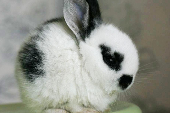 侏儒海棠兔能活多久