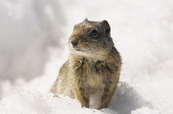 雪地松鼠可以在热的地方养吗