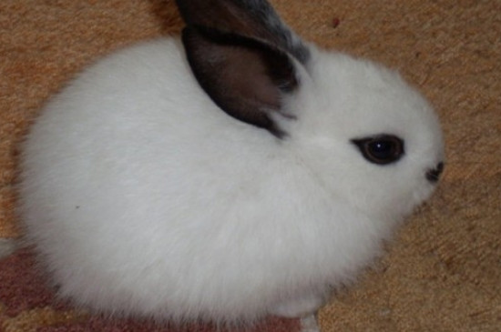 侏儒海棠兔耳朵是什么颜色