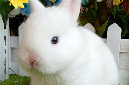 侏儒海棠兔和凤眼西施兔的区别