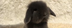 侏儒海棠兔和凤眼西施兔的区别