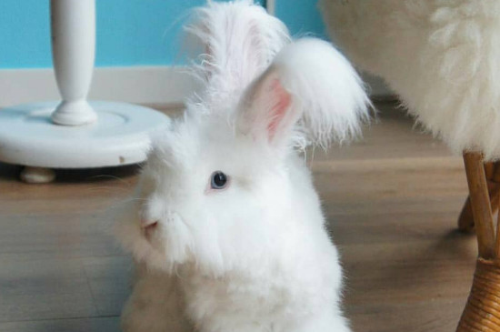 安哥拉兔一年剪多少次毛