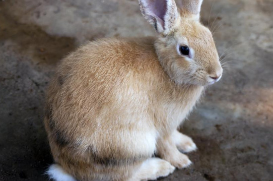 安哥拉兔不吃东西的时候一直趴着发抖