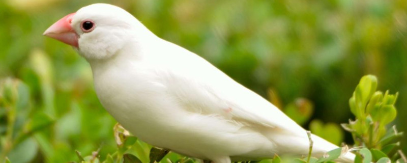 白文鸟的寿命有多长