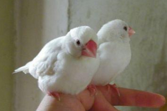 白文鸟怎么繁殖