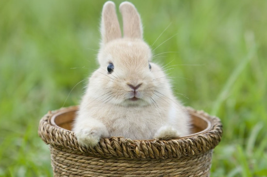 安哥拉兔为什么叫草泥兔