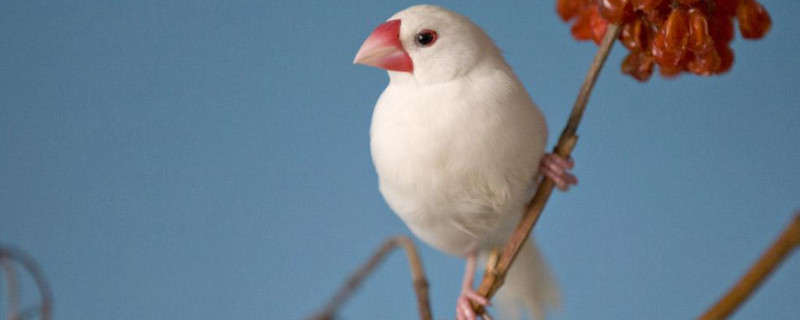 白文鸟一年繁殖几窝