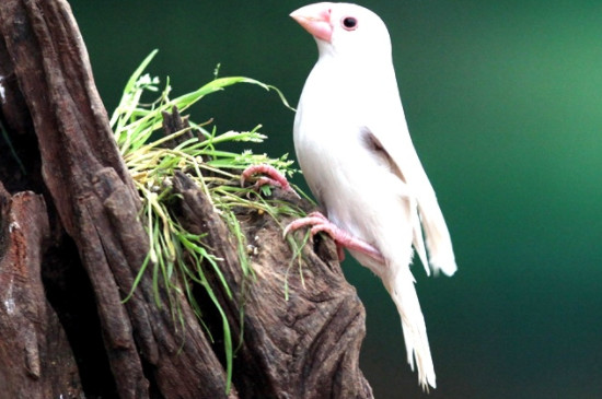 白文鸟一年繁殖几窝