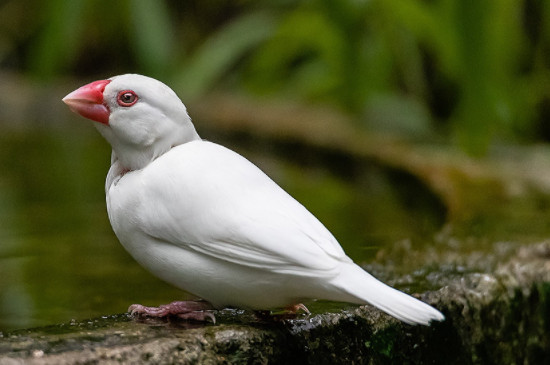 白文鸟可以单独一只养吗