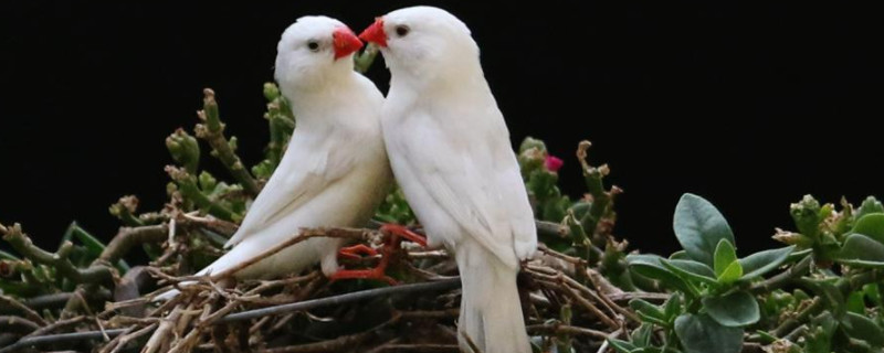 白文鸟可以单独一只养吗