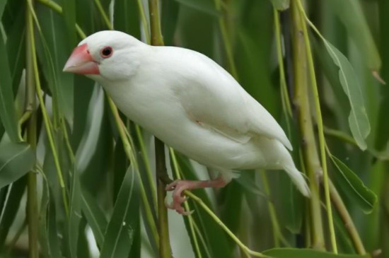 白文鸟可以吃小米吗