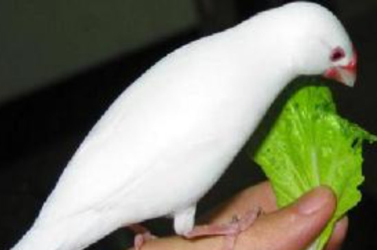 白文鸟可以吃大米吗