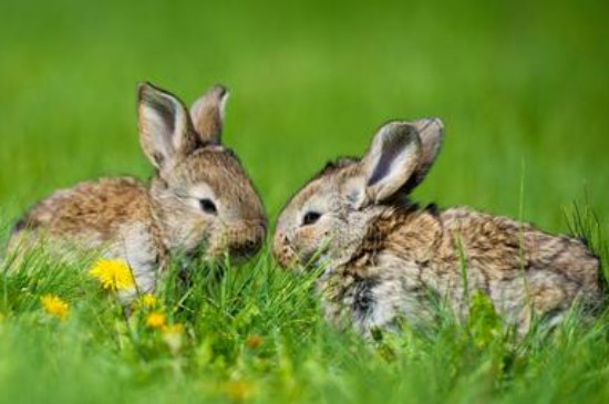 兔子喜欢吃什么草