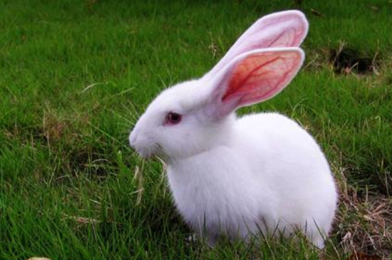 兔子喜欢吃什么草