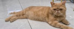 鳌拜猫是什么品种