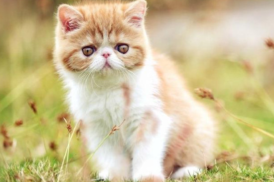鳌拜猫是什么品种