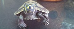 黄头龟可以长时间在水里面吗