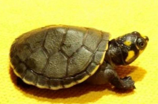 黄头龟可以长时间在水里面吗