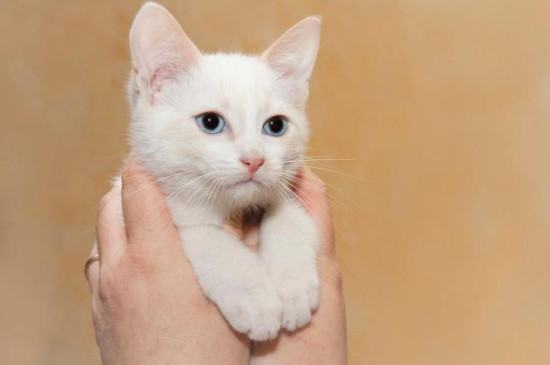 白猫蓝眼睛什么品种