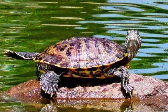 乌龟的生活习性