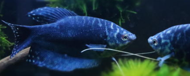 蓝曼龙鱼可以和什么鱼混养