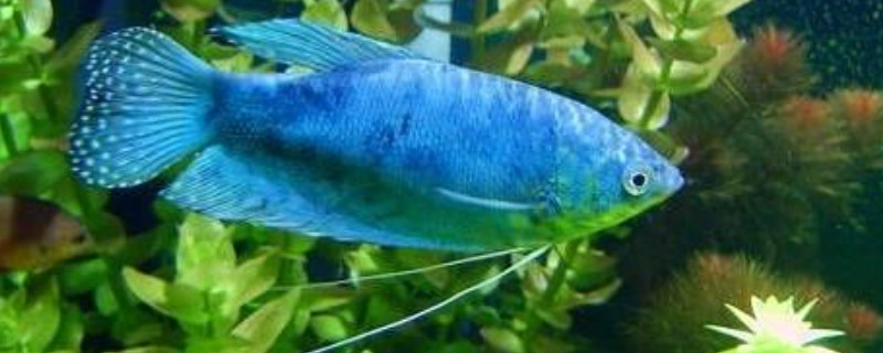 蓝曼龙鱼可以和迷你鹦鹉鱼混养吗