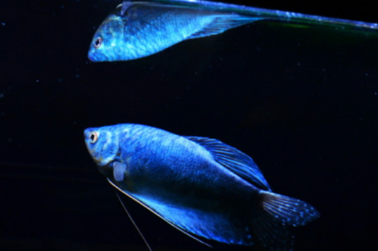 蓝曼龙鱼可以和迷你鹦鹉鱼混养吗