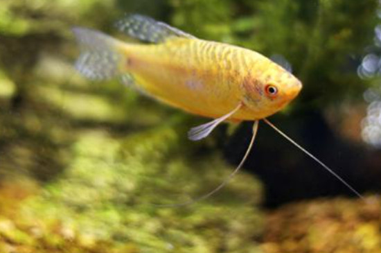 蓝曼龙鱼和黄曼龙鱼能在一起繁殖吗