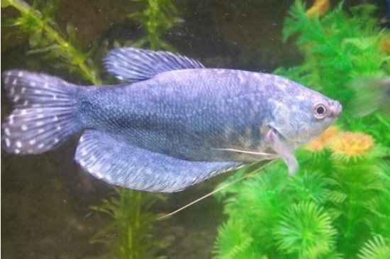 蓝曼龙鱼和黄曼龙鱼能在一起繁殖吗