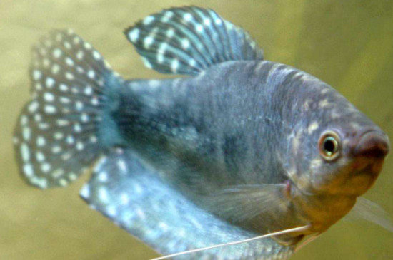 蓝曼龙鱼怎么繁殖