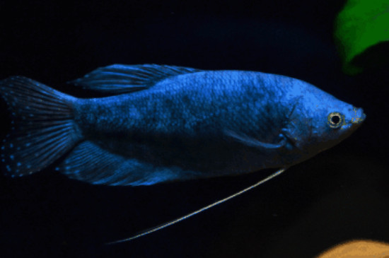 蓝曼龙鱼怎么繁殖