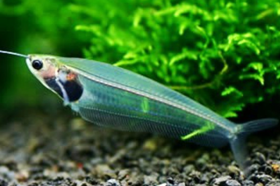玻璃猫鱼怎么繁殖