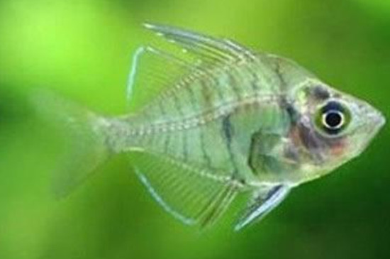 玻璃猫鱼吃小鱼吗