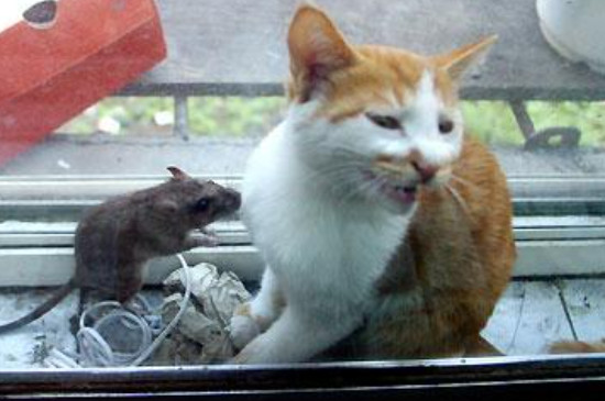 猫见了老鼠为什么拔腿就跑