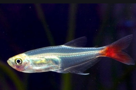 玻璃猫鱼可以和红绿灯一起混养吗