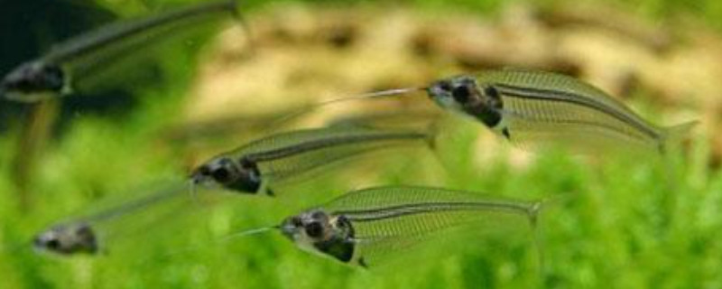 玻璃猫鱼可以繁殖吗?