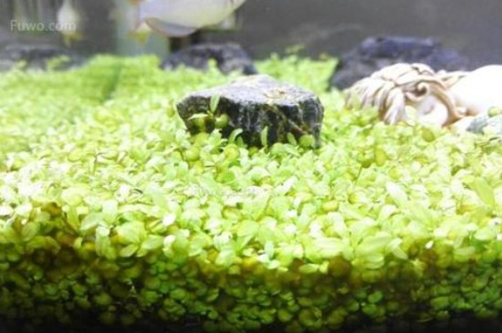 鱼缸里长褐藻说明什么