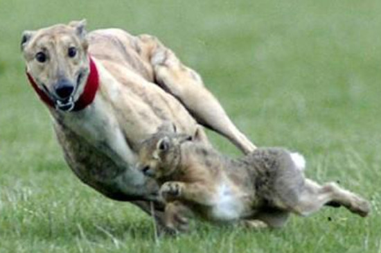 格力犬怎么训练抓兔子