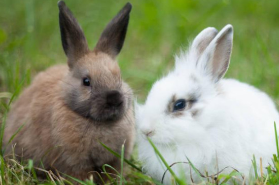 一公一母兔子能放一起养吗