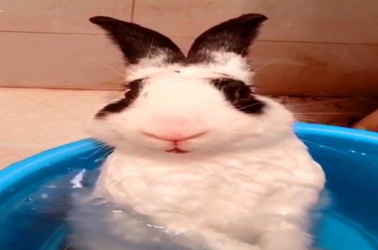 兔子能洗澡吗太臭了