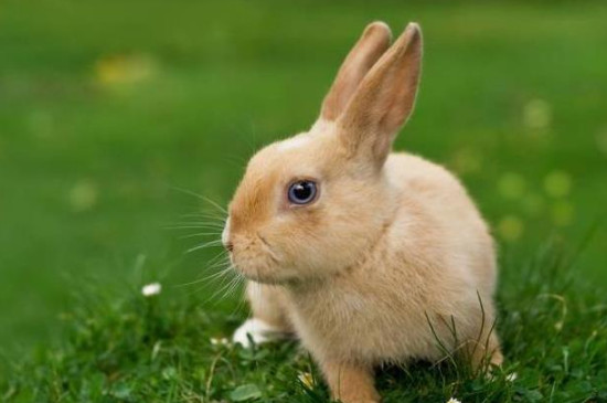 怎么判断兔子已经死了