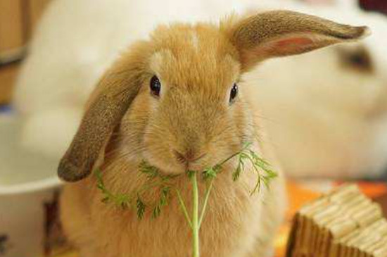 兔子只吃兔粮不吃草的后果