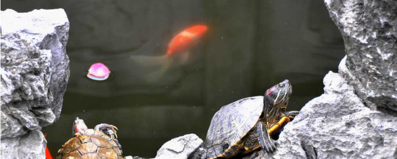 金鱼和乌龟能一起养吗