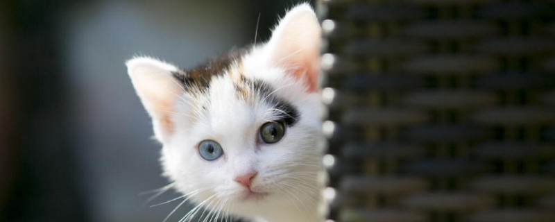 猫吃小米粥后果 宠物圈 猫吃小米粥后果 宠物圈